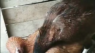 DIALOGUE BETWEEN THE COCK AND THE CHICKEN