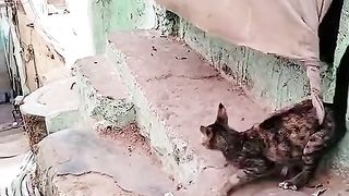 Scaredy Cat
