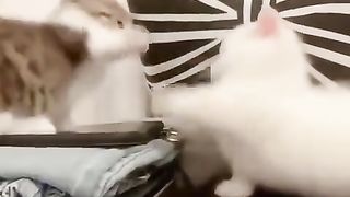 Cats playing together 2