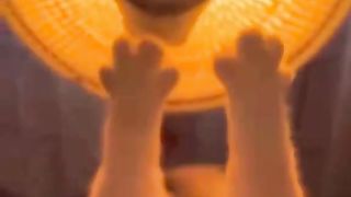 cute cat hand