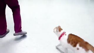 chasing cat