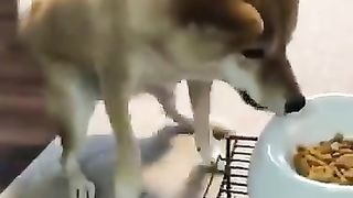 dog that can't stand