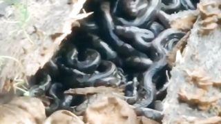 Snake 13