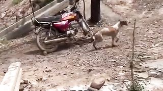 Perjuangan seekor kucing untuk anaknya