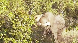Wildlife Again