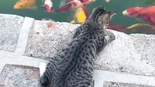 Cat and Fish
