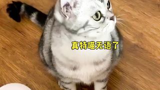 The moment when the cat was scared