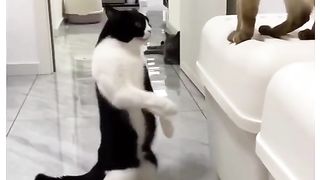 Funny Cat Viral Video 39