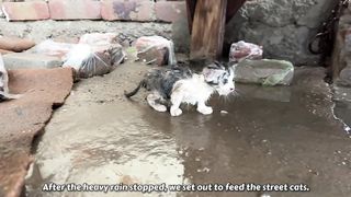 Rescue kitten was trying to survive in rain. Poor kitten finding his lost mother cat in rain