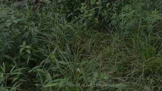 Rescue Kittens Crying for Mother cat nearby an Abandoned Building