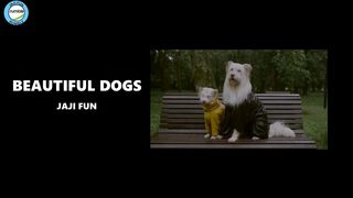 "The World's Most Beautiful Dogs
