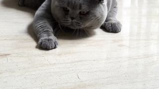Fat cat