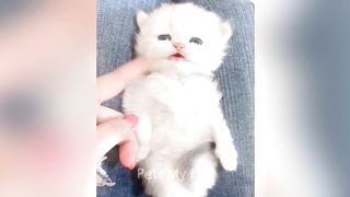 New Funny Animals 2023 ???????? Funniest Cats and Dogs Videos ???????? Part 17 2
