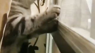 MANY CAT WITH DOG video Dekhrahe hai