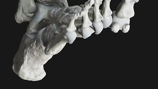 Foot bones, showing its fascinating flexion and extension movements.