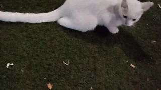 Fabulous white cat