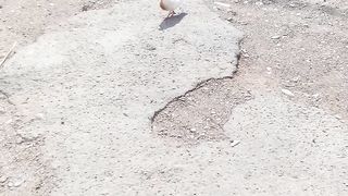 Amazing Bird Video Febspot