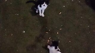 A few hungry cats around me