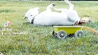 The best tiktok funny animals of 2023