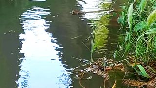 Gentle Water Flowing | 4K Relaxing Water | Peaceful Environment | Viral Video