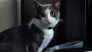 wonderful cat