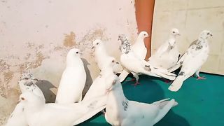 Yellow aye mokey pigeon beautiful breeder pair