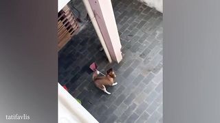 Adorable silly activities of animals