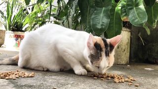 mother cat and kittens having lunch