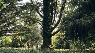 The beauty of natural Trees