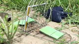 Bird trap