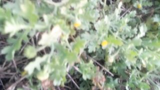 Animal lovers