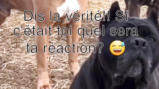 Chiens méchant