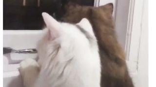 Cat sees neighbors fighting