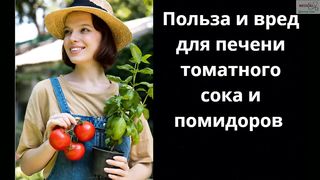 ПОЛЬЗА И ВРЕД ДЛЯ ПЕЧЕНИ ТОМАТНОГО СОКА И ПОМИДОРОВ