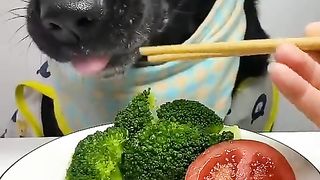 eating the dog