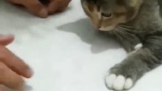 imitating cat