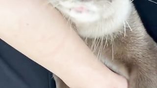 Otter hugging