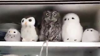 Owl mistaken for friend