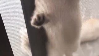 Cat stuck in a strange place