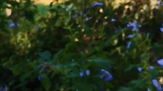 Blue flowers 2