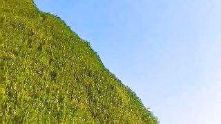 Green horse