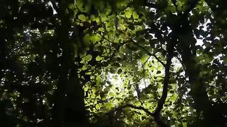 Sunlight through leaves