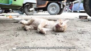 Poor Kitten Showed No Sign of Life, and Her Mama kept Worrying for Him.