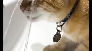 the weather is , cat food lol