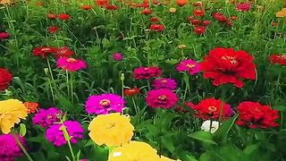 Natural video 106