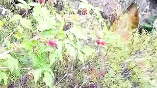 Nature of Yakutia