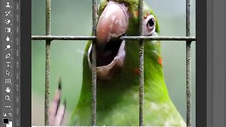 How to Remove a Birdcage - Photoshop Shorts Tutorial