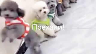 Смешное видео )))))