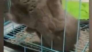 Приколы с животными , смешные кошки и собаки