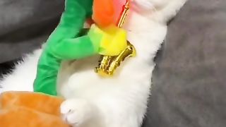 Смешные животные. Приколы с котами